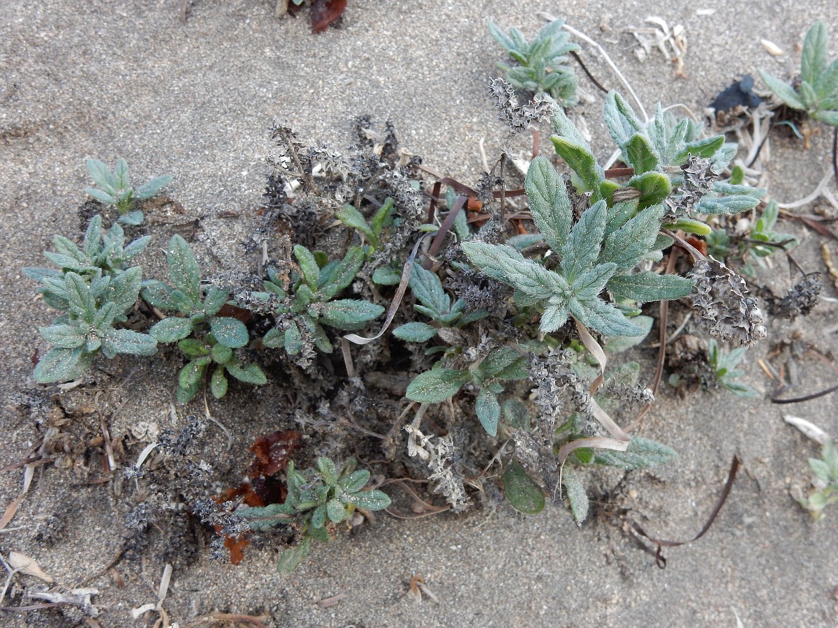 Heliotropium ramosissimum